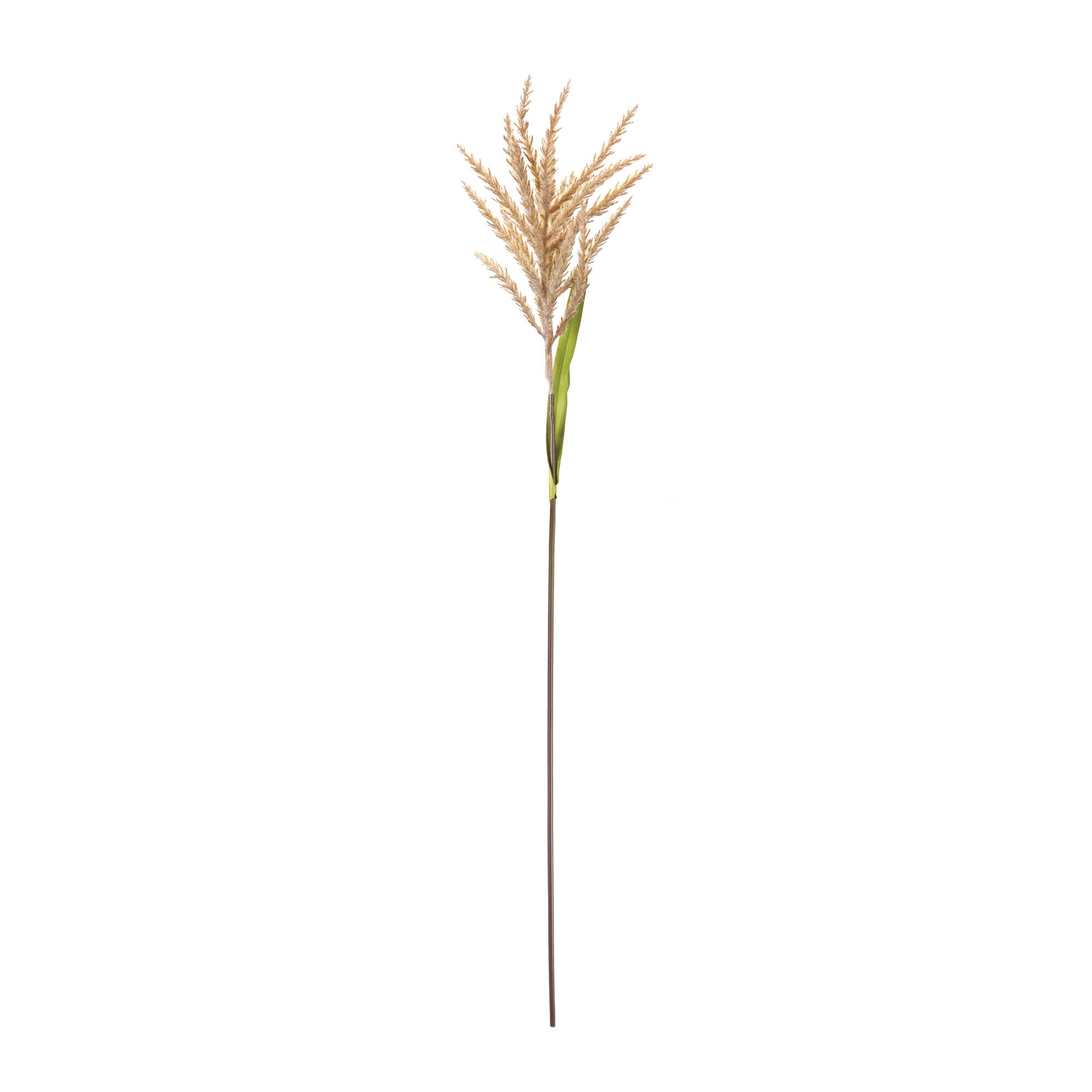 34" Brown Astilbe Stems, 12ct.